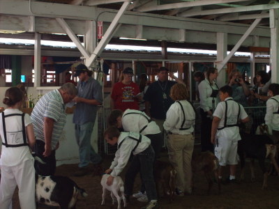 showing goats